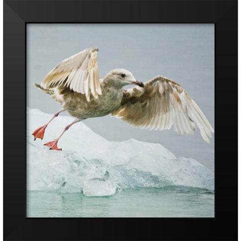 AK, Inside PassageGull taking off from ice floe Black Modern Wood Framed Art Print by Rotenberg, Nancy