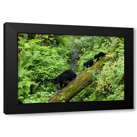 USA, Alaska Black bear cubs follow mother on log Black Modern Wood Framed Art Print with Double Matting by Rotenberg, Nancy