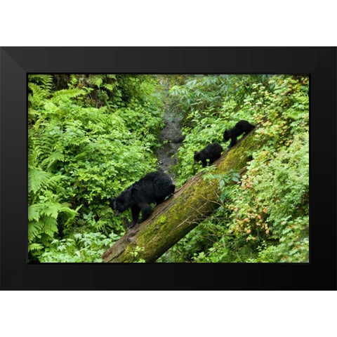 USA, Alaska Black bear cubs follow mother on log Black Modern Wood Framed Art Print by Rotenberg, Nancy