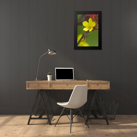 Alaska Buttercup and paintbrush flowers Black Modern Wood Framed Art Print by Rotenberg, Nancy