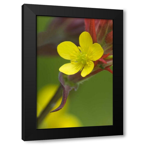 Alaska Buttercup and paintbrush flowers Black Modern Wood Framed Art Print with Double Matting by Rotenberg, Nancy