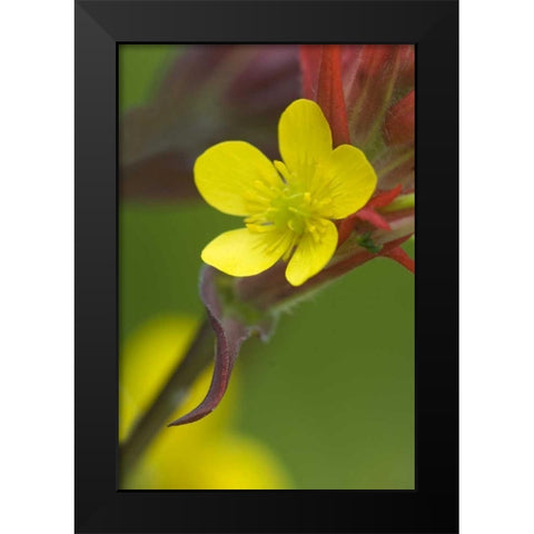 Alaska Buttercup and paintbrush flowers Black Modern Wood Framed Art Print by Rotenberg, Nancy