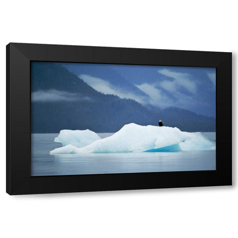 AK, Inside Passage Bald eagle perched on ice Black Modern Wood Framed Art Print with Double Matting by Rotenberg, Nancy