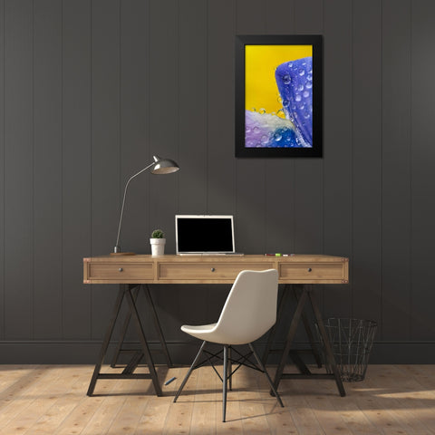 AK, Lupine with rain drops and dandelions Black Modern Wood Framed Art Print by Rotenberg, Nancy