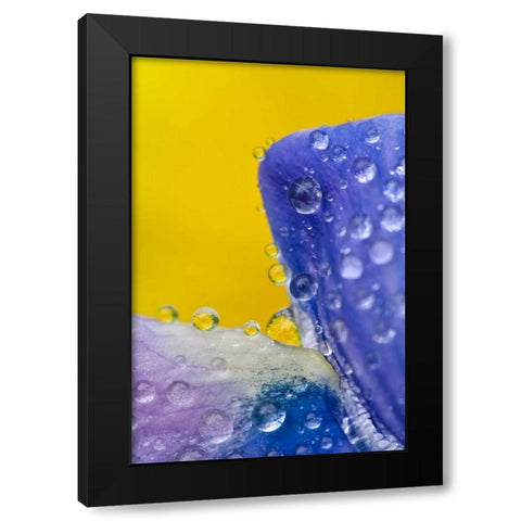 AK, Lupine with rain drops and dandelions Black Modern Wood Framed Art Print with Double Matting by Rotenberg, Nancy