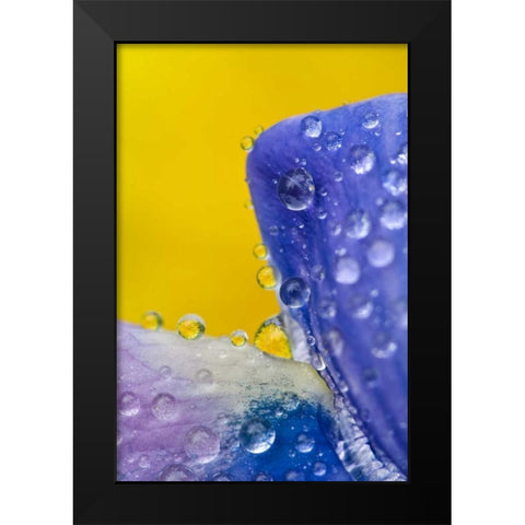 AK, Lupine with rain drops and dandelions Black Modern Wood Framed Art Print by Rotenberg, Nancy
