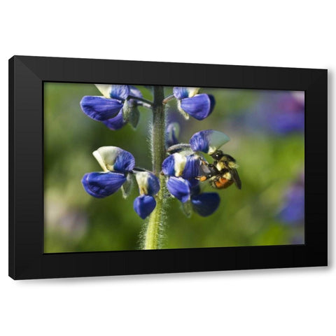 USA, Alaska, Inside Passage Bee on lupine flower Black Modern Wood Framed Art Print by Rotenberg, Nancy