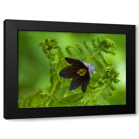 Alaska, Inside Passage Chocolate lily and fern Black Modern Wood Framed Art Print by Rotenberg, Nancy