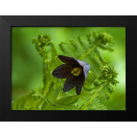Alaska, Inside Passage Chocolate lily and fern Black Modern Wood Framed Art Print by Rotenberg, Nancy