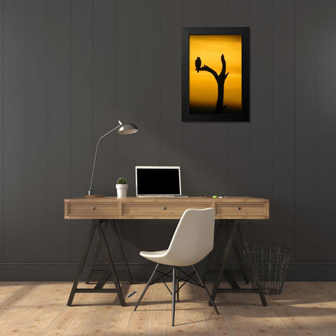 Alaska, Homer Bald eagle resting on dead tree Black Modern Wood Framed Art Print by Morris, Arthur