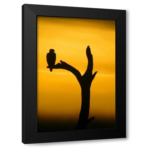 Alaska, Homer Bald eagle resting on dead tree Black Modern Wood Framed Art Print with Double Matting by Morris, Arthur