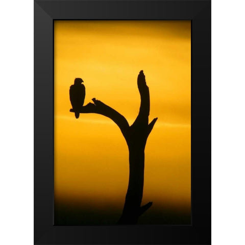 Alaska, Homer Bald eagle resting on dead tree Black Modern Wood Framed Art Print by Morris, Arthur