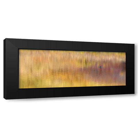 AK, Denali NP Duck with reed reflections Black Modern Wood Framed Art Print by Morris, Arthur