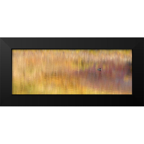 AK, Denali NP Duck with reed reflections Black Modern Wood Framed Art Print by Morris, Arthur