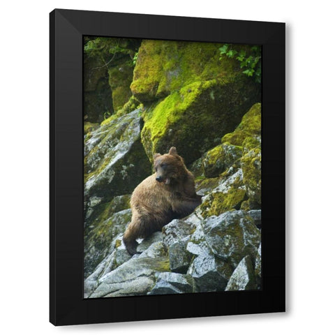 AK, Inside Passage Grizzly bear on boulders Black Modern Wood Framed Art Print with Double Matting by Rotenberg, Nancy