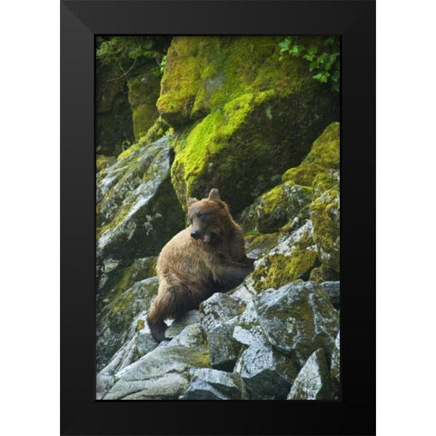 AK, Inside Passage Grizzly bear on boulders Black Modern Wood Framed Art Print by Rotenberg, Nancy