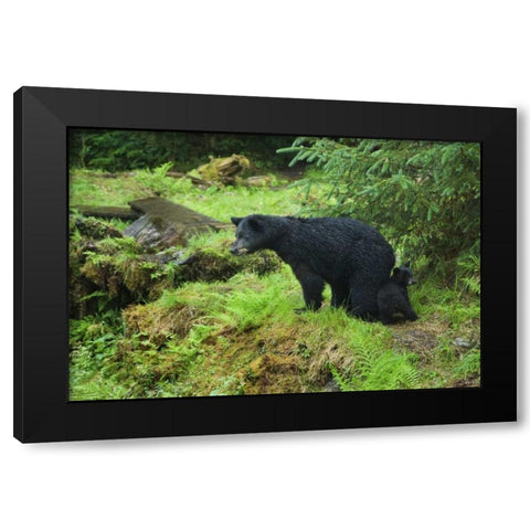 AK, Inside Passage Black bear mother and cub Black Modern Wood Framed Art Print with Double Matting by Rotenberg, Nancy
