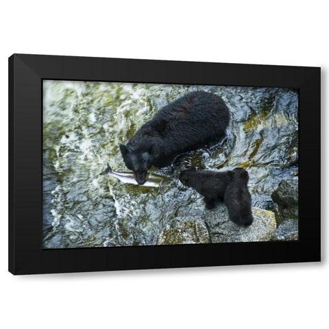 AK, Inside Passage Black bear with fish and cubs Black Modern Wood Framed Art Print with Double Matting by Rotenberg, Nancy