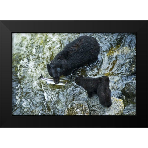AK, Inside Passage Black bear with fish and cubs Black Modern Wood Framed Art Print by Rotenberg, Nancy