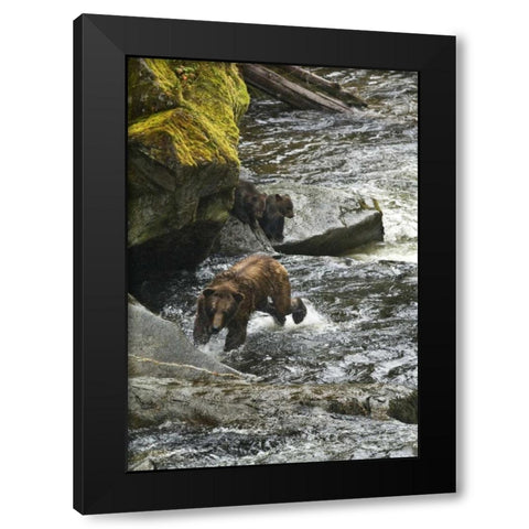AK, Mother grizzly bear with cubs in Anan Creek Black Modern Wood Framed Art Print by Rotenberg, Nancy