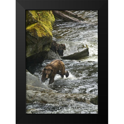 AK, Mother grizzly bear with cubs in Anan Creek Black Modern Wood Framed Art Print by Rotenberg, Nancy