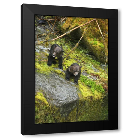 AK, Inside Passage Two grizzly bear cubs Black Modern Wood Framed Art Print by Rotenberg, Nancy