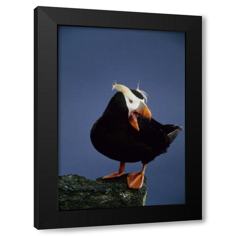 AK, Pribilof Islands Lone puffin on rock ledge Black Modern Wood Framed Art Print with Double Matting by Williams, Joanne