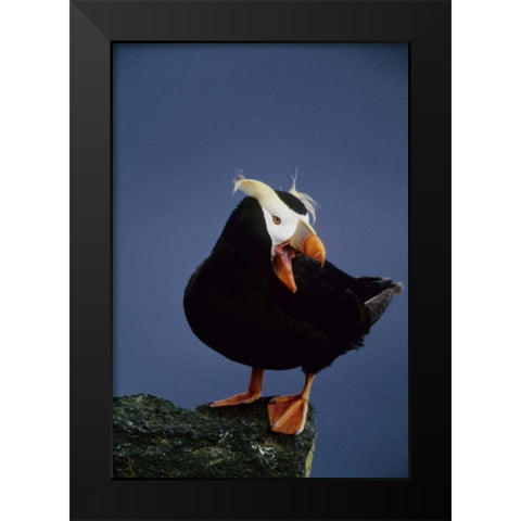 AK, Pribilof Islands Lone puffin on rock ledge Black Modern Wood Framed Art Print by Williams, Joanne