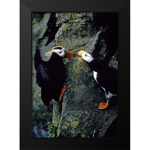 AK, Pribilof Islands Puffins on cliffside Black Modern Wood Framed Art Print by Williams, Joanne