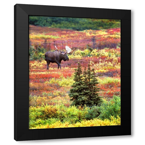 AK, Denali NP Bull moose and autumn tundra Black Modern Wood Framed Art Print by Kelley, David