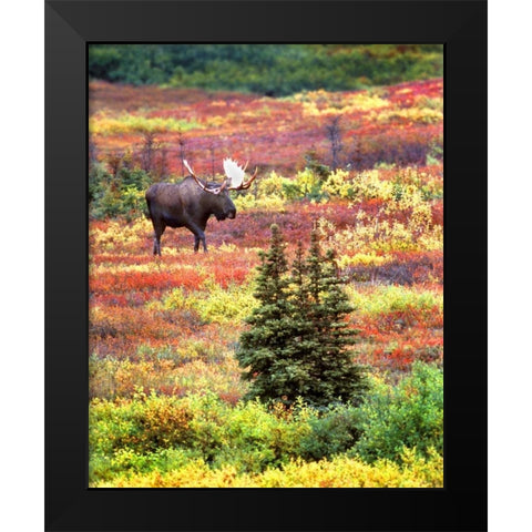 AK, Denali NP Bull moose and autumn tundra Black Modern Wood Framed Art Print by Kelley, David