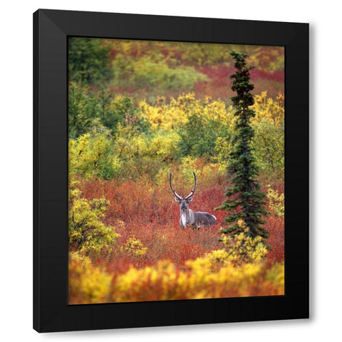 AK, Denali NP Caribou and autumn in Denali NP Black Modern Wood Framed Art Print by Kelley, David