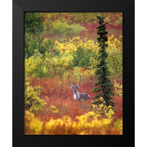 AK, Denali NP Caribou and autumn in Denali NP Black Modern Wood Framed Art Print by Kelley, David