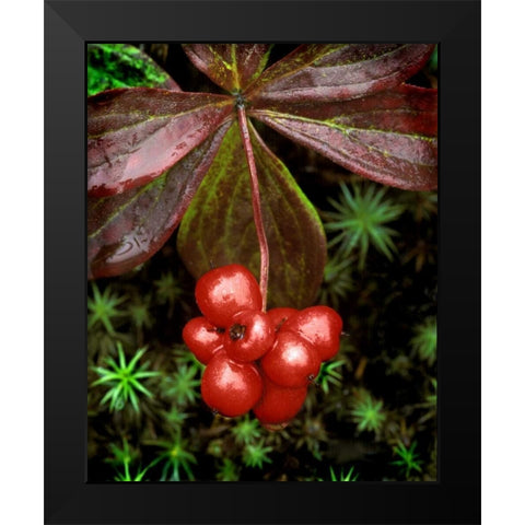 AK, Denali NP Detail of leaves and red berries Black Modern Wood Framed Art Print by Kelley, David