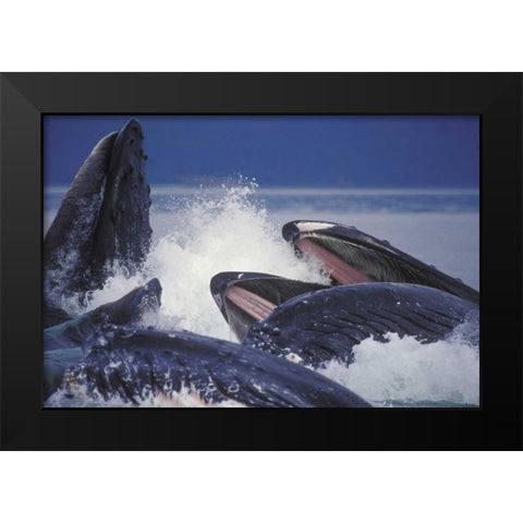 Alaska, Juneau Humpback whales bubble net feed Black Modern Wood Framed Art Print by Anon, Josh