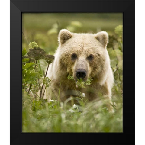 AK, Lake Clark NP Grizzly bear with fern leaves Black Modern Wood Framed Art Print by Kaveney, Wendy