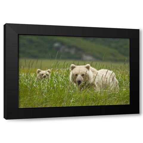 AK, Lake Clark NP Blonde grizzly bear and cub Black Modern Wood Framed Art Print by Kaveney, Wendy