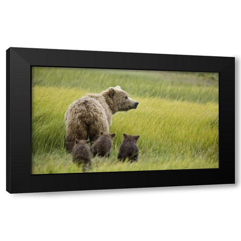AK, Lake Clark NP Grizzly bear and spring cubs Black Modern Wood Framed Art Print with Double Matting by Kaveney, Wendy