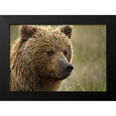 Alaska, Lake Clark NP Portrait of a grizzly bear Black Modern Wood Framed Art Print by Kaveney, Wendy