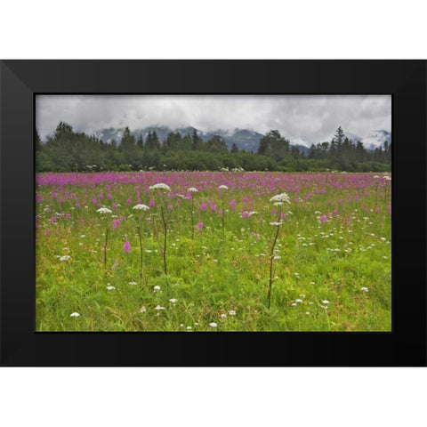 AK, Seward Fireweed and cow parsnip in bloom Black Modern Wood Framed Art Print by Flaherty, Dennis