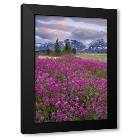 Alaska View of flowers and Fairweather Range Black Modern Wood Framed Art Print by Paulson, Don