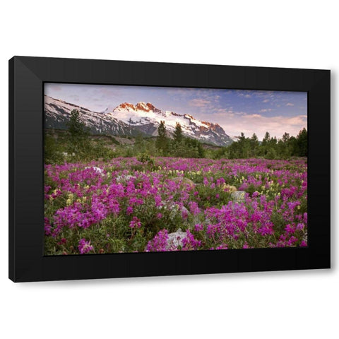 Alaska View of flowers and Fairweather Range Black Modern Wood Framed Art Print by Paulson, Don