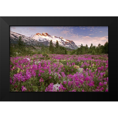 Alaska View of flowers and Fairweather Range Black Modern Wood Framed Art Print by Paulson, Don