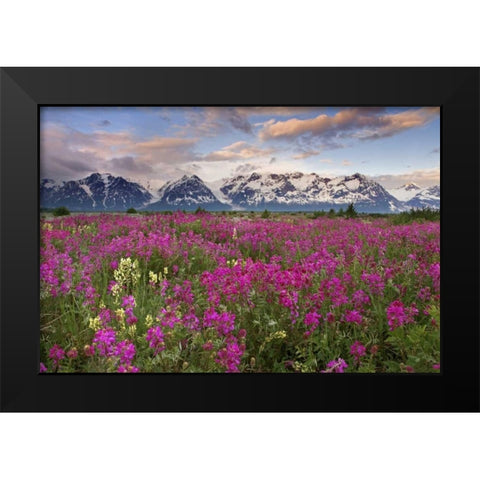 Alaska View of flowers and Fairweather Range Black Modern Wood Framed Art Print by Paulson, Don