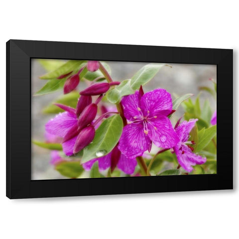 AK, Alsek-Tatshenshini Dwarf fireweed flower Black Modern Wood Framed Art Print by Paulson, Don