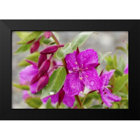 AK, Alsek-Tatshenshini Dwarf fireweed flower Black Modern Wood Framed Art Print by Paulson, Don