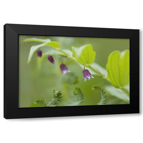 AK, Glacier Bay NP Rosy twisted stalk flower Black Modern Wood Framed Art Print by Paulson, Don