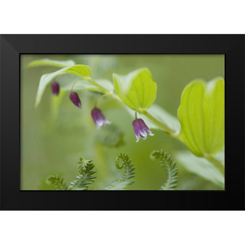 AK, Glacier Bay NP Rosy twisted stalk flower Black Modern Wood Framed Art Print by Paulson, Don