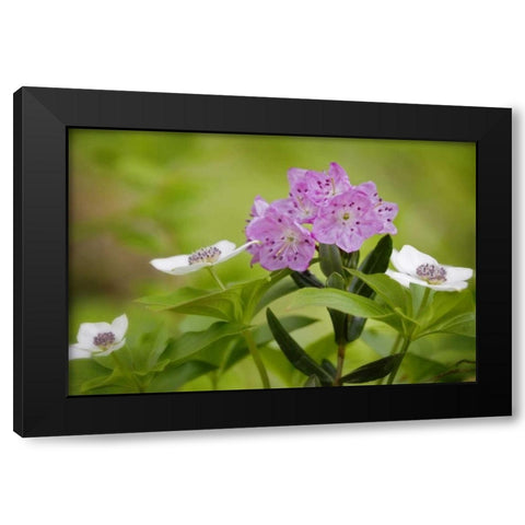 AK, Glacier Bay NP Bog laurel and bunchberry Black Modern Wood Framed Art Print with Double Matting by Paulson, Don