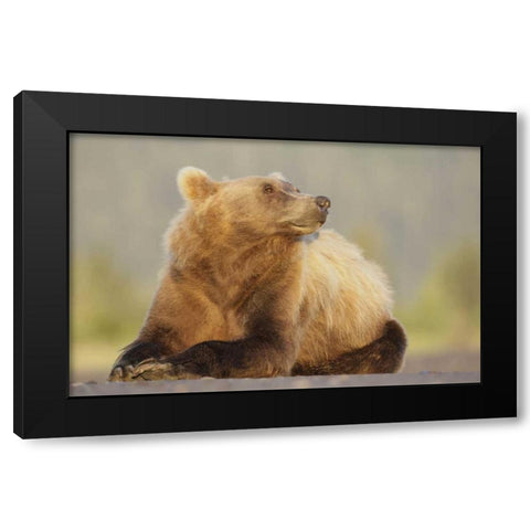 AK, Lake Clark NP, Adult brown bear sniffing air Black Modern Wood Framed Art Print with Double Matting by Morris, Arthur